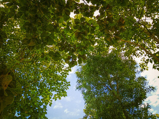 Green trees and blue skies
