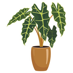 Alocasia a vector illustration. Illustration for greeting cards, printing and other design projects.
