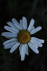 white daisy flower