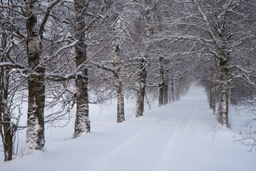 a white snowy birch alley with a road in winter