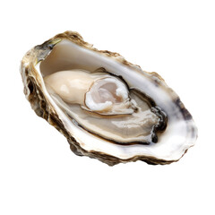 Raw oyster isolated on transparent background.