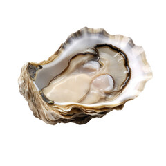 Seafood oyster isolated on transparent background. 