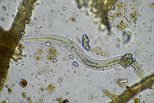 microorganisms and soil biology, with nematodes and fungi under the microscope.