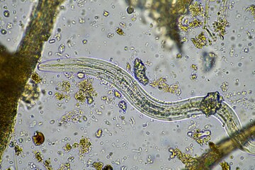 microorganisms and soil biology, with nematodes and fungi under the microscope. in a soil and compost sample on a farm in australia - obrazy, fototapety, plakaty