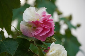 Obraz premium A Confederate, or cotton rose, or Hibiscus mutabilis in a garden