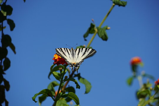A scarce swallowtail or Iphiclides podalirius butterfly on lantana flowers, in Athens, Greece