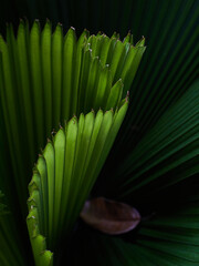 abstract green palm leaf texture