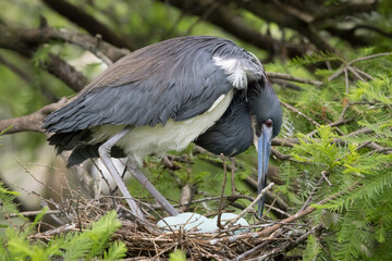 Trycolored Heron on her nest