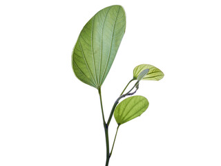 Fototapeta na wymiar green leaves plant isolated on white