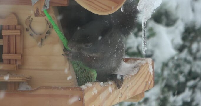 Cute squirrel indulging bird seed in a birdhouse on a snowy winter day