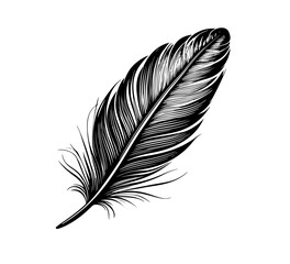 feather hand draw vector graphic asset