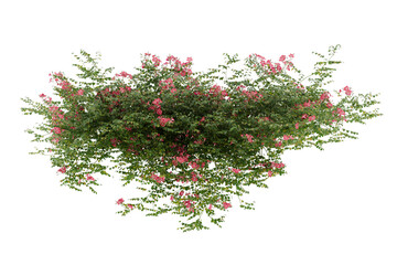 Plant bush hanging with pink flower isolated on transparent background. - Powered by Adobe