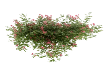 Foto op Aluminium Plant bush hanging with pink flower isolated on transparent background. © SOMPETCH