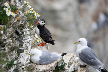 Atlantic Puffin and Kittiwakes on cliff-face and RSPB Bempton Cliffs, Yorkshire, England.