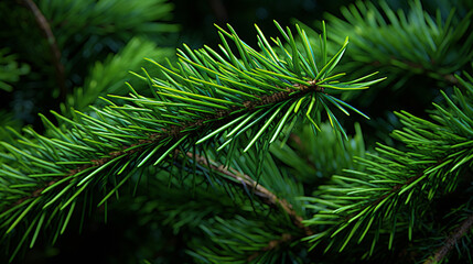 pine needles HD 8K wallpaper Stock Photographic Image 