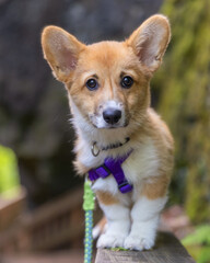 Pembroke Welsh Corgi puppy with big puppy eyes and ears on the boardwalk through a beautiful park - Mono Cliffs Provincial Park, Ontario