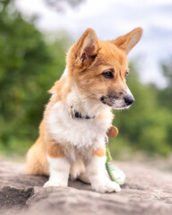 Naklejka na ściany i meble Pembroke Welsh Corgi puppy with big puppy eyes and ears sitting on a rock outside in a park. Toronto Ontario 