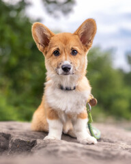 Naklejka na ściany i meble Pembroke Welsh Corgi puppy with big puppy eyes and ears sitting on a rock outside in a park. Toronto Ontario 