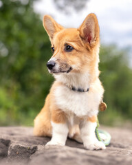 Pembroke Welsh Corgi puppy with big puppy eyes and ears sitting on a rock outside in a park. Toronto Ontario
