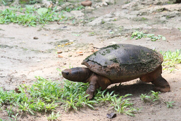The turtle is walking looking for food