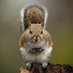 Squirrel portrait