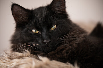 Little black tomcat with yellow eyes
