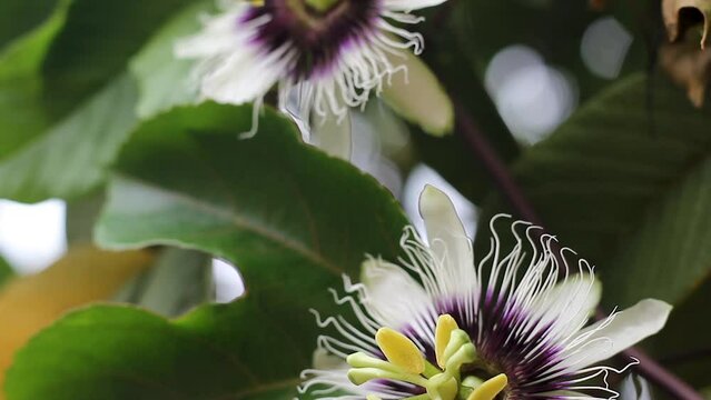 Passion fruit, with its flowers in full bloom. Its Latin name is Passiflora edulis Sims