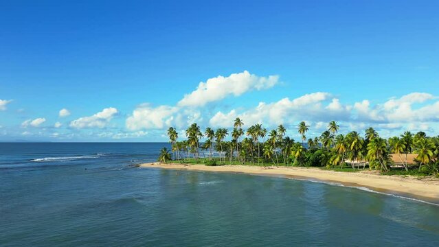 Aerial orbit motion the shore of the wild tropical beach with green tall palm trees. Calm sea water and clear blue sky. Beautiful Caribbean landscape at sunset