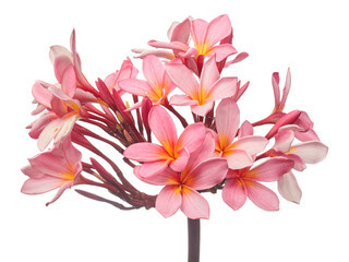 Fototapeta premium pink Frangipani Plant flower in white background