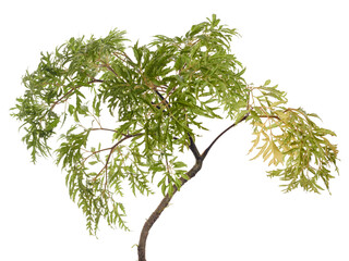 Ming aralia tree branch in white background 