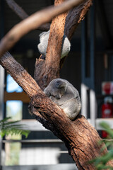Cute Sleeping Koala Bear in  Australia sitting in Eucalyptus Tree