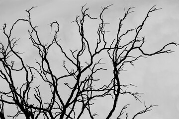 Black and white silhouette of bare crooked branches of a Kentucky Coffeetree against a gray sky