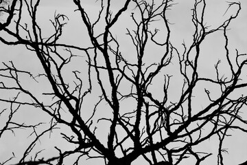 Black and white silhouette of naked crooked branches of a Kentucky Coffeetree against a gray sky