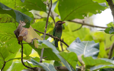 The striped barbet is an Asian barbet native to the Terai, the Brahmaputra basin in Southeast Asia. It is a fruit eater and nests in the holes of tree trunks.