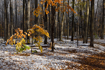Morning sun after an early snowfall in a Fall forest with fallen leaves on path - obrazy, fototapety, plakaty