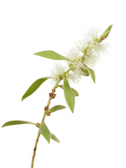 Fototapeta premium eucalyptus flower on white background