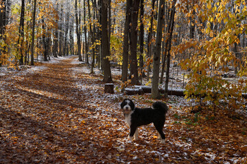 Bernedoodle puppy on walk in an Autumn forest trail with fresh snow and fallen leaves