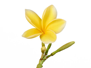 yellow frangipani flower isolated on white