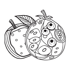 Fruits coloring pages printable drawings for kids vector Black and white color