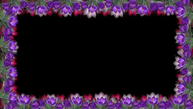 Crocus Flowers - Rectangle Screen Frame - Loop - Blue, Red and White Blooms - Alpha Channel - Realistic transparent 3D animation 