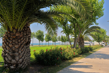 Palm trees in the park and along roads in eastern countries