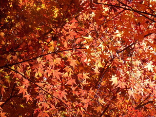 beautiful autumn leaves