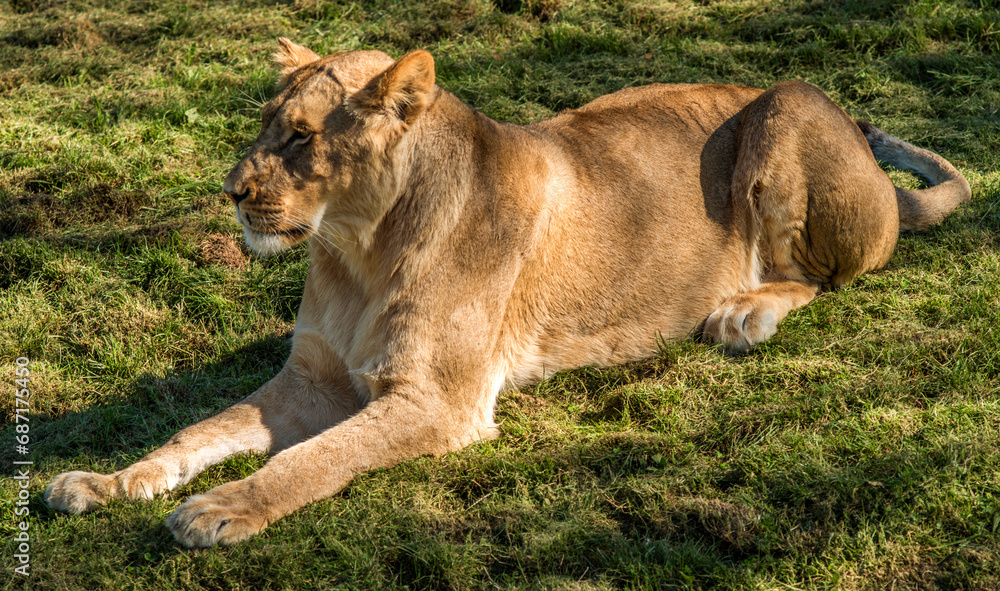 Wall mural lionne au repos au zoo de beauval, saint-aignan, loir-et-cher, france