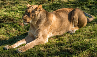 Lionne au repos au zoo de Beauval, Saint-Aignan, Loir-et-Cher, France