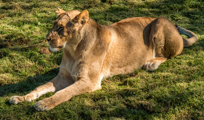 Lionne au repos au zoo de Beauval, Saint-Aignan, Loir-et-Cher, France