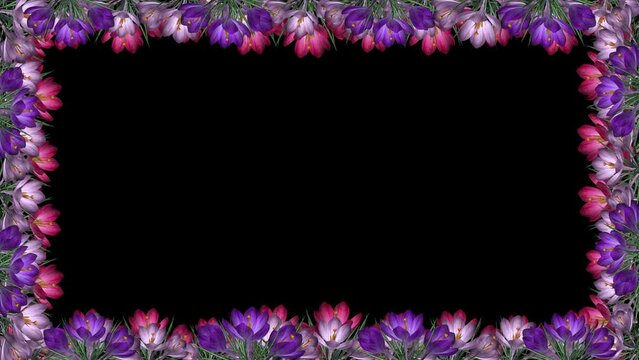 Crocus Flowers - Rectangle Screen Frame - In Out - Blue, White and Red Blooms - Alpha Channel - Realistic transparent 3D animation 