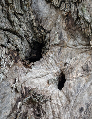 Bark of olive tree