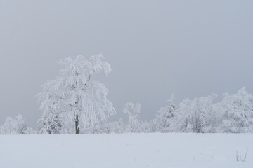 Winter landscape at the mountain called Kahler Asten in the city Winterberg