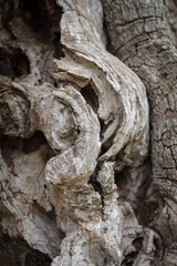 Bark of olive tree