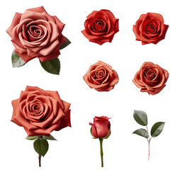 Set of Red Roses plant with leaves isolated cutout on transparent background. Valentine's day-wedding. advertisement. product presentation. banner, poster, card, t shirt, sticker.